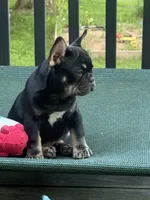 Green , a male French Bulldog for sale in Ironwood, MI – 1 of 4
