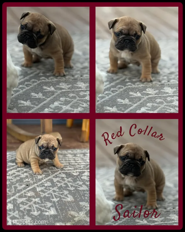 Sailor  – French Bulldog puppy for sale in Ironwood, MI