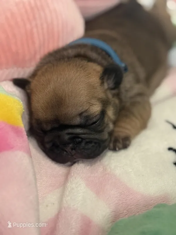 Sailor  – French Bulldog puppy for sale in Ironwood, MI