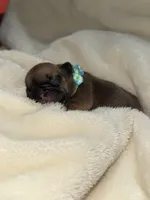 Sailor , a male French Bulldog for sale in Ironwood, MI – Photo 2 of 2