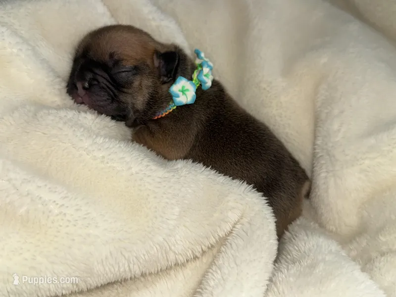 Sailor  – French Bulldog puppy for sale in Ironwood, MI