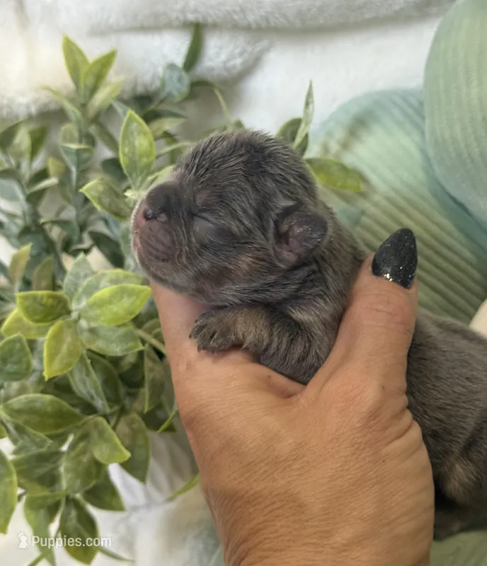 Queen  – French Bulldog puppy for sale in Ironwood, MI