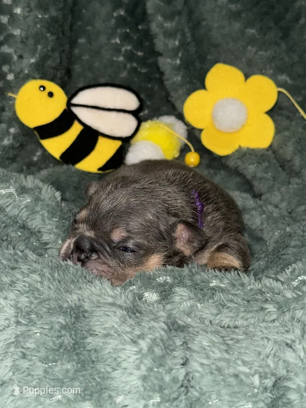 Queen , a female French Bulldog for sale in Ironwood, MI – Photo 1 of 1