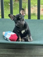 Green , a male French Bulldog for sale in Ironwood, MI – 3 of 4