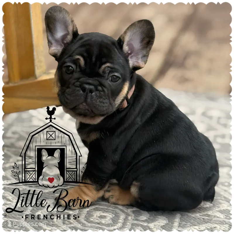 Mariner  – French Bulldog puppy for sale in Ironwood, MI