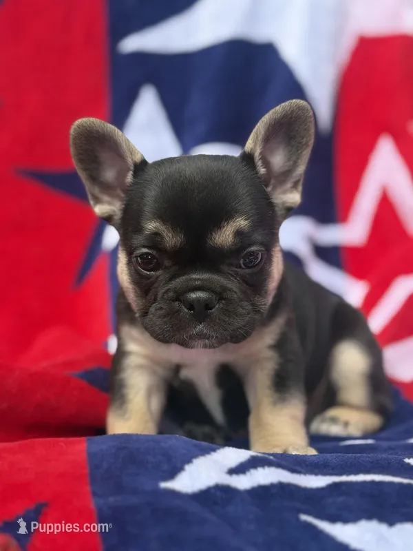 Birdie, a female French Bulldog for sale in Ironwood, MI – Photo 1 of 4