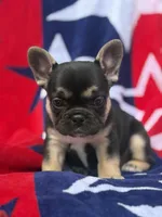 Birdie, a female French Bulldog for sale in Ironwood, MI – Photo 1 of 4