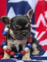 Birdie, a female French Bulldog for sale in Ironwood, MI – Photo 3 of 4