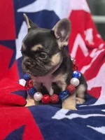 Birdie, a female French Bulldog for sale in Ironwood, MI – Photo 2 of 4