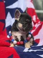 Birdie, a female French Bulldog for sale in Ironwood, MI – Photo 4 of 4