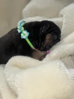 Mariner , a male French Bulldog for sale in Ironwood, MI – Photo 2 of 2