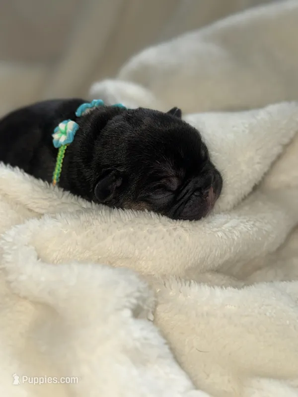 Mariner  – French Bulldog puppy for sale in Ironwood, MI