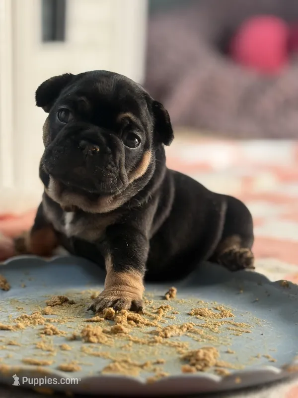 Mariner  – French Bulldog puppy for sale in Ironwood, MI