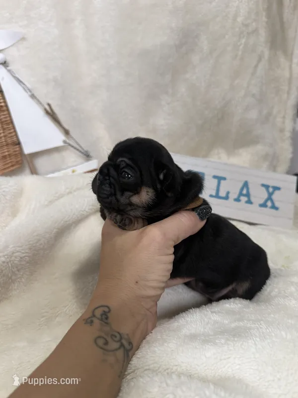 Mariner  – French Bulldog puppy for sale in Ironwood, MI