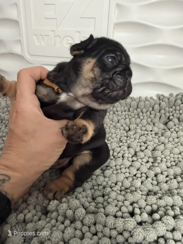 Mariner  – French Bulldog puppy for sale in Ironwood, MI