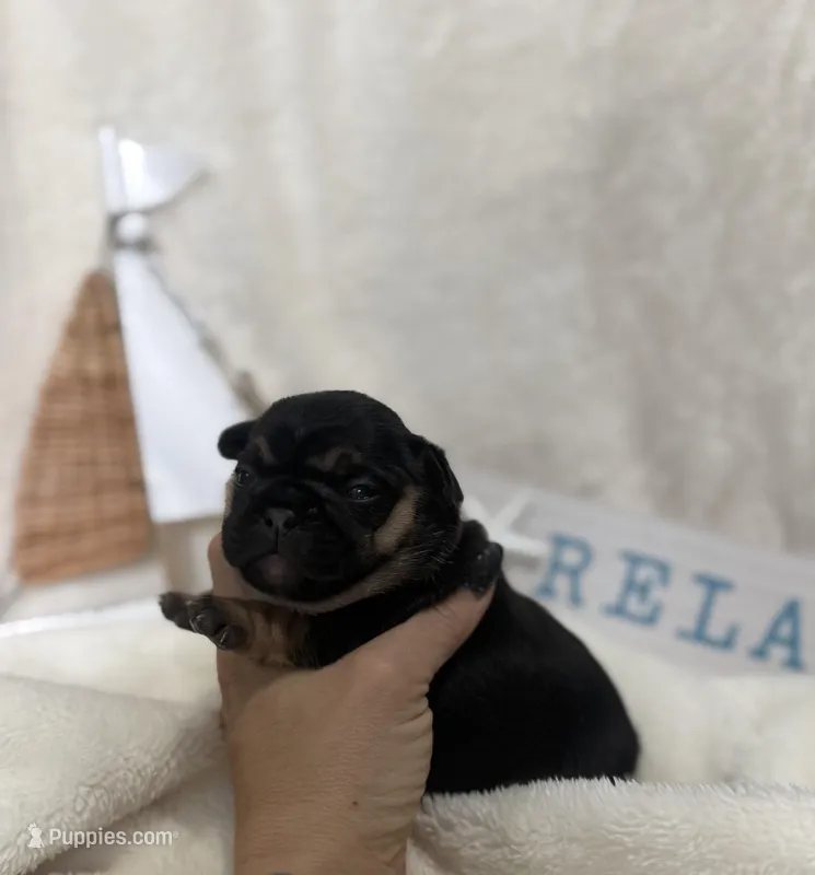 Anchor  – French Bulldog puppy for sale in Ironwood, MI