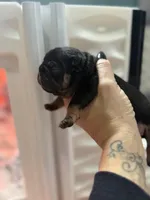 Anchor , a male French Bulldog for sale in Ironwood, MI – Photo 2 of 4