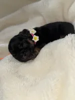 Anchor , a male French Bulldog for sale in Ironwood, MI – Photo 3 of 4