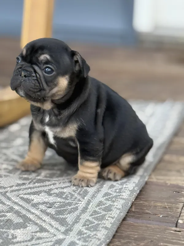 Anchor  – French Bulldog puppy for sale in Ironwood, MI