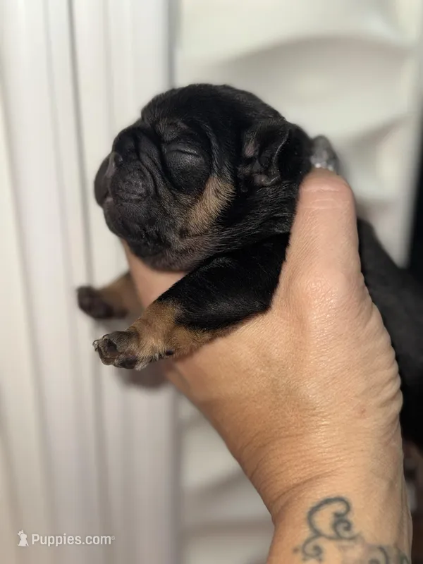 Anchor  – French Bulldog puppy for sale in Ironwood, MI