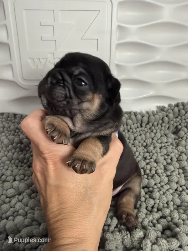 Anchor  – French Bulldog puppy for sale in Ironwood, MI