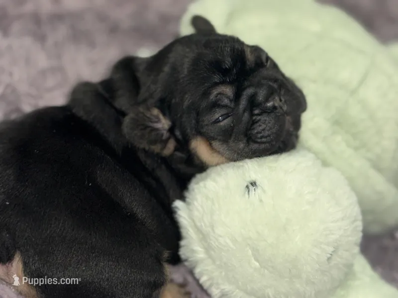 Anchor  – French Bulldog puppy for sale in Ironwood, MI