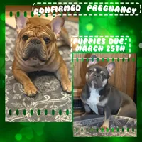 Anchor , a male French Bulldog for sale in Ironwood, MI – Photo 4 of 4