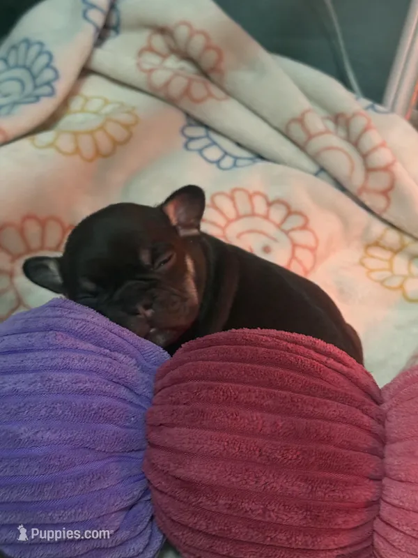Busy  – French Bulldog puppy for sale in Ironwood, MI