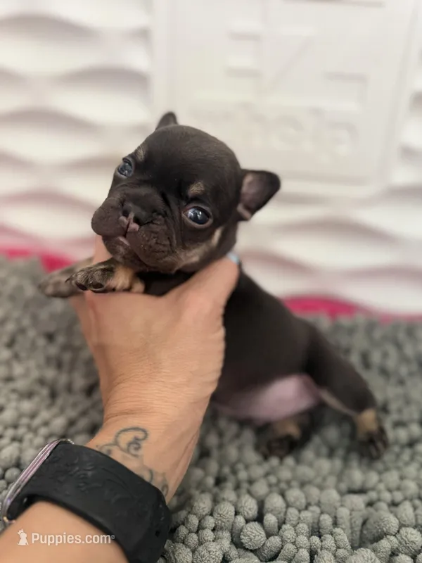 Busy  – French Bulldog puppy for sale in Ironwood, MI