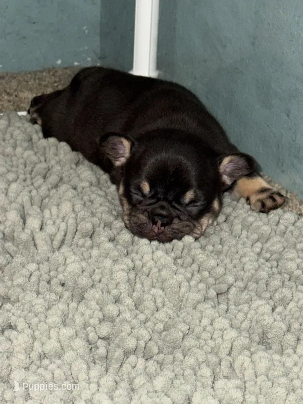 Busy  – French Bulldog puppy for sale in Ironwood, MI