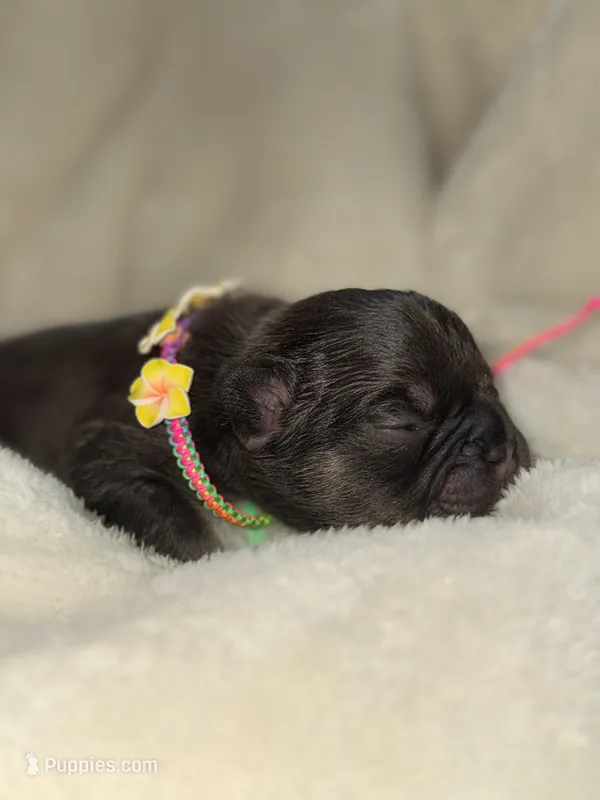 Busy  – French Bulldog puppy for sale in Ironwood, MI