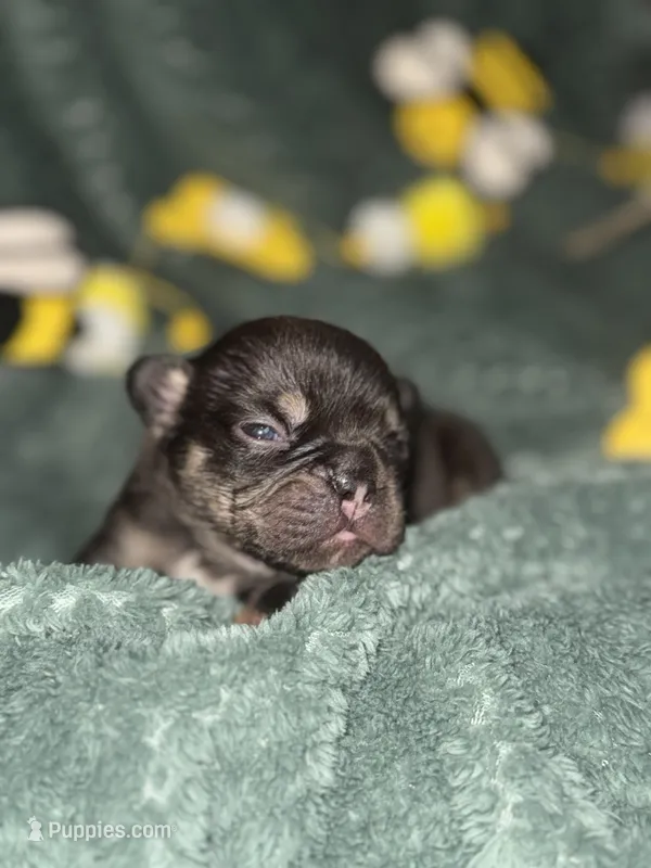 Busy  – French Bulldog puppy for sale in Ironwood, MI