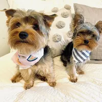 Jamie, a female Yorkshire Terrier for sale in Picayune, MS – Photo 3 of 3