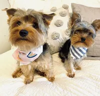 Jamie, a female Yorkshire Terrier for sale in Picayune, MS – Photo 3 of 3