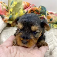 Jamie, a female Yorkshire Terrier for sale in Picayune, MS – Photo 1 of 3