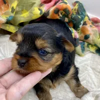 Jamie, a female Yorkshire Terrier for sale in Picayune, MS – Photo 2 of 3