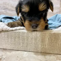 Nicki, a male Yorkshire Terrier for sale in Picayune, MS – Photo 2 of 3