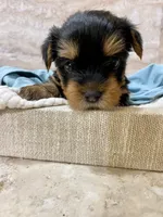 Nicki, a male Yorkshire Terrier for sale in Picayune, MS – Photo 2 of 3