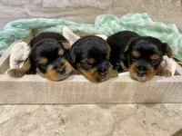 Nicki, a male Yorkshire Terrier for sale in Picayune, MS – Photo 3 of 3