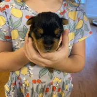 Max, a male Yorkshire Terrier for sale in Picayune, MS – Photo 2 of 3