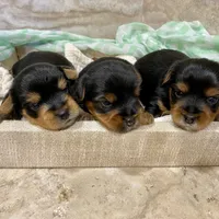 Max, a male Yorkshire Terrier for sale in Picayune, MS – Photo 3 of 3