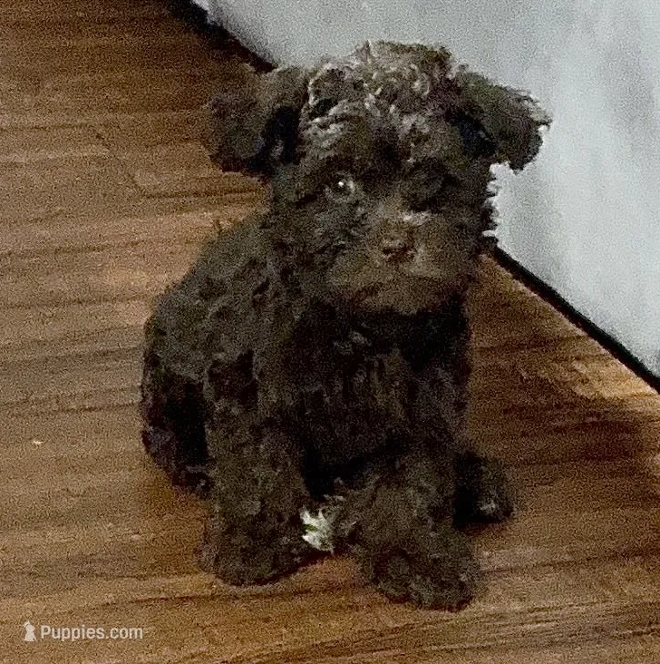 Blue  – Shihpoo puppy for sale in Lake Mary, FL