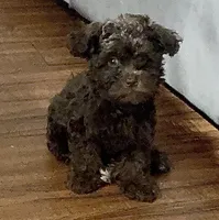 Blue , a male Shihpoo for sale in Lake Mary, FL – 1 of 1
