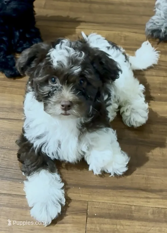 Joey – Shihpoo puppy for sale in Lake Mary, FL