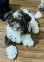 Joey, a male Shihpoo for sale in Lake Mary, FL – 2 of 3