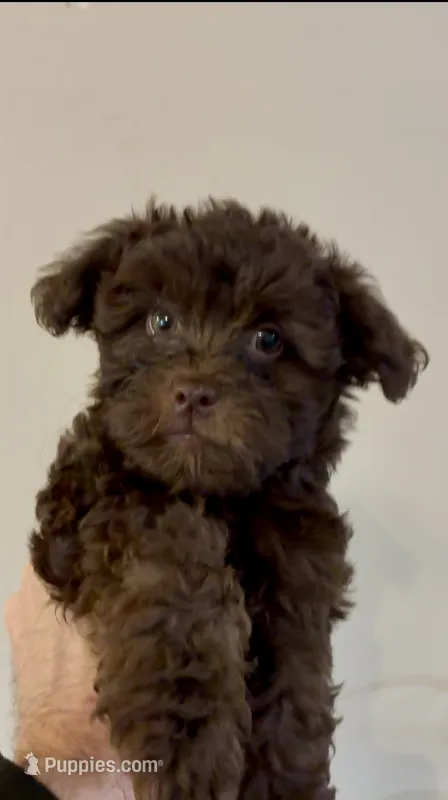Jack  – Shihpoo puppy for sale in Lake Mary, FL