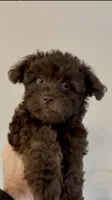 Jack , a male Shihpoo for sale in Lake Mary, FL – 1 of 3