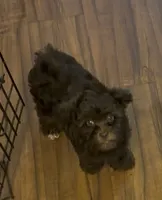 Jack , a male Shihpoo for sale in Lake Mary, FL – 3 of 3
