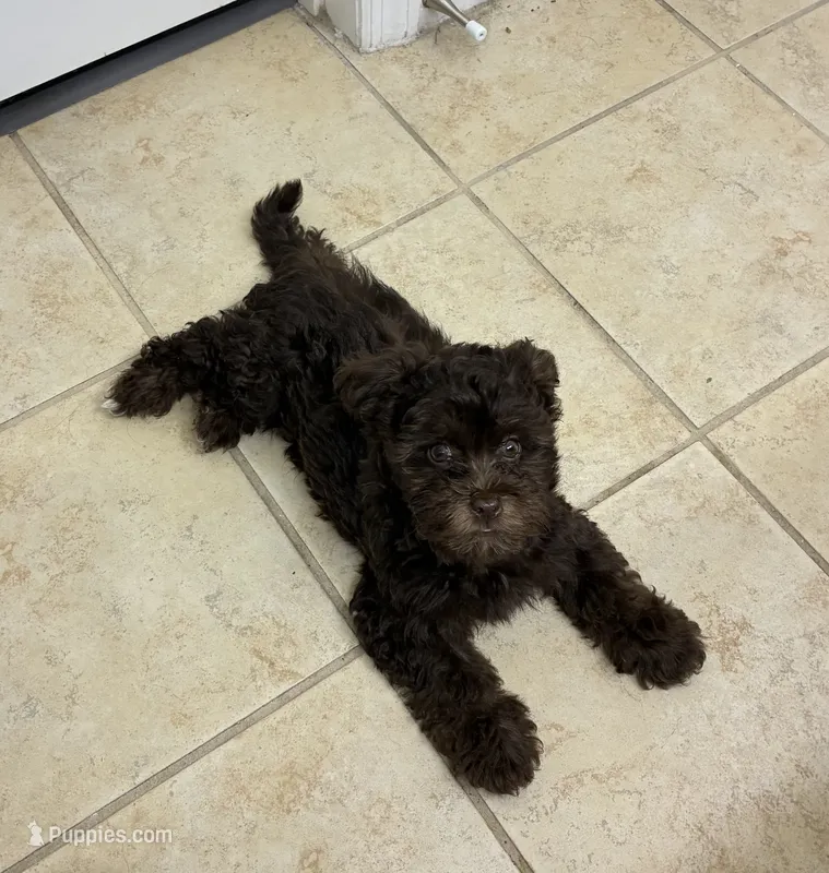 Blue  – Shihpoo puppy for sale in Lake Mary, FL