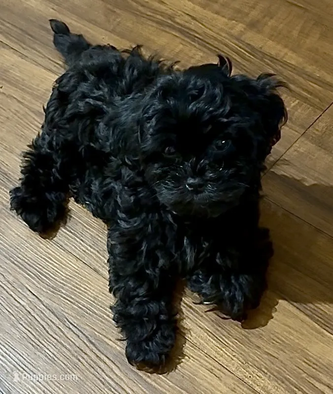 Adeline – Shihpoo puppy for sale in Lake Mary, FL